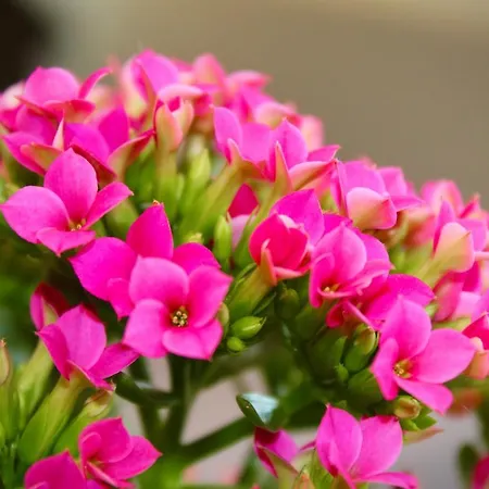 Отель Cristina 3*