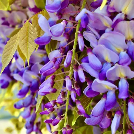 Отель Cristina Градо