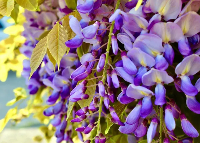 Отель Cristina Градо